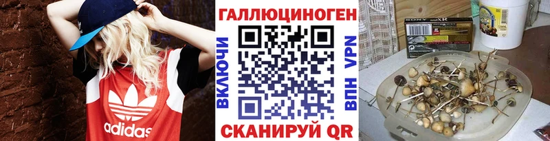 Купить закладки  Зубцов  Псилоцибиновые грибы мицелий 